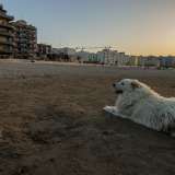 �Casa� di Henry, un bianco pastore maremmano divenuto la mascotte del quartiere...